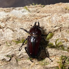 KOTA's insect ニジイロクワガタ（グリーン系）ペア　父提供
の画像