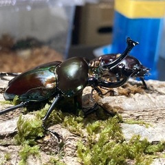 KOTA's insect ニジイロクワガタ（グリーン系）ペア　...