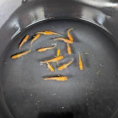 メダカ　紅華