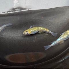 雷虎メダカ有精卵15個