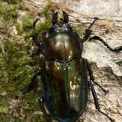 KOTA's insect  ニジイロクワガタ（グリーン系）ペア② 父提供の画像