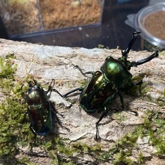 KOTA's insect  ニジイロクワガタ（グリーン系）ペア...