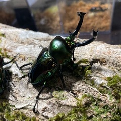 KOTA's insect  ニジイロクワガタ（グリーン系）ペア② 父提供の画像