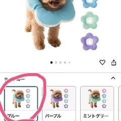 現金or交換※ほぼ未使用※小型犬用エリザベスカラー