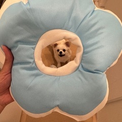 現金or交換※ほぼ未使用※小型犬用エリザベスカラーの画像