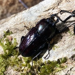 KOTA's insect  ニジイロクワガタ（グリーン系）ペア③  父提供の画像
