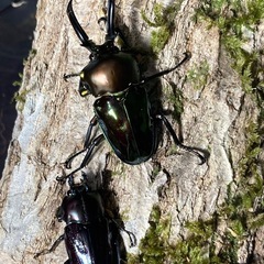 KOTA's insect  ニジイロクワガタ（グリーン系）ペア...