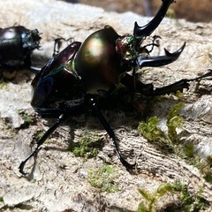 KOTA's insect  ニジイロクワガタ（グリーン系）ペア③  父提供の画像