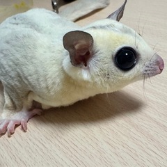 フクロモモンガ プラチナモザイクホワイトフェイス ストロベ…