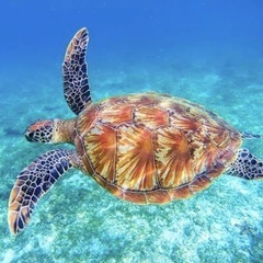 ６月１５日(日)９時から🐢案内最後になります(^^)