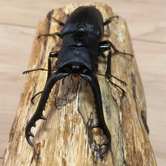 ギラファノコギリクワガタ　♂