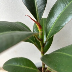 【観葉植物】ゴムの木　フィカスの画像