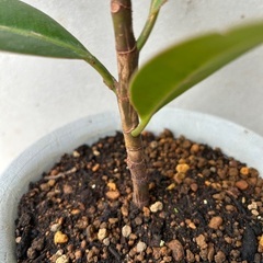 【観葉植物】ゴムの木　フィカスの画像