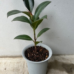 【観葉植物】ゴムの木　フィカス