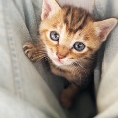 生後1ヶ月のキジ猫ちゃん