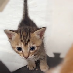 生後1ヶ月のキジ猫ちゃん(トライアル予定有) - 猫