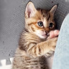 生後1ヶ月のキジ猫ちゃん(トライアル予定有)