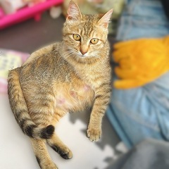 人懐っこいキジ猫ちゃん(避妊手術予定)