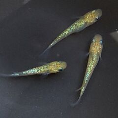 メダカ サボラメ 4匹セット 1000円 【無人販売】