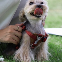 PETTENA 小型犬用ハーネスの画像