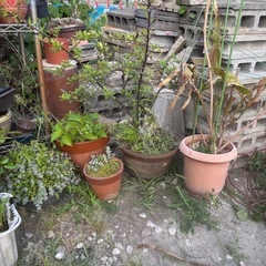 お話中無料 生きてます 植木 植栽 木 ガーデニング 庭木…