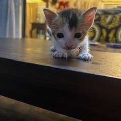 今年5月4日生まれた元気な子猫ちゃんです！🐈