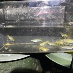 フロマージュ