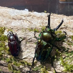 KOTA's insect ニジイロクワガタ（グリーン系）ペア④...