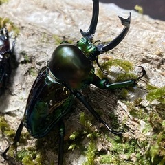 KOTA's insect ニジイロクワガタ（グリーン系）ペア④ 父提供の画像