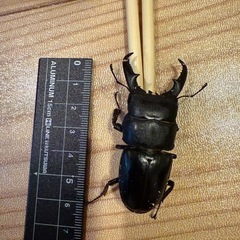 ヒラタクワガタ（オス/大きめ）