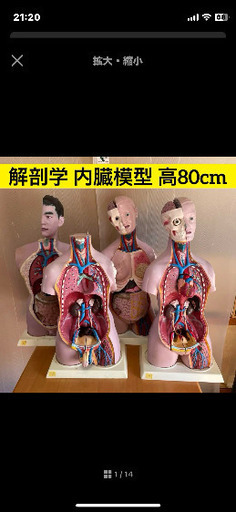 解剖学 内臓模型 トルソー 解剖模型 人体模型 標本 医療器具 大学病院 医学 解剖学 内臓模型 トルソー 解剖模型 人体模型 標本 医療器具