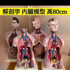 レンタル可 解剖学 内臓模型 トルソー 解剖模型 人体模型 標本...
