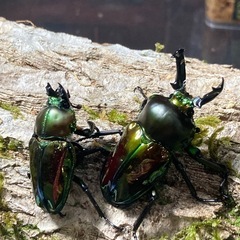 KOTA's insect ニジイロクワガタ（グリーン系）ペア⑤...