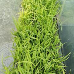 稲の苗　虹のきらめき