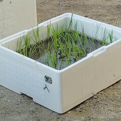稲の苗　虹のきらめきの画像
