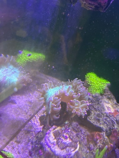 【サンゴ、海水魚】トランペットコーラル　