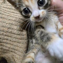 【決定済み】新しい家族を探しています。