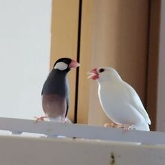 DINKS派（子無し選択）の方