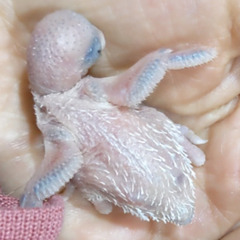 紫系のオパーリンセキセイインコのヒナです♫