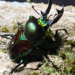 KOTA's insect ニジイロクワガタ（グリーン系）ペア⑥ 父提供
の画像