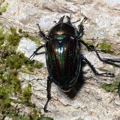 KOTA's insect ニジイロクワガタ（グリーン系）ペア⑥ 父提供
の画像