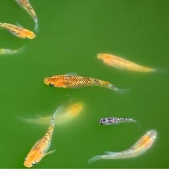 夜桜メダカ　10匹　外飼いの画像