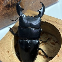 スマトラオオヒラタクワガタ♂単品
