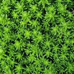 もふもふ🌿セダム🌿
　貰ってくれませんか(#^.^#)の画像