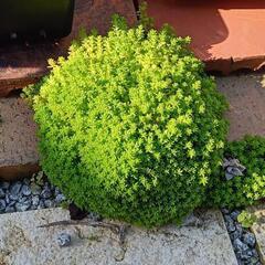 もふもふ🌿セダム🌿
　貰ってくれませんか(#^.^#)の画像