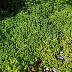 もふもふ🌿セダム🌿
　貰ってくれませんか(#^.^#)の画像