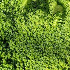 もふもふ🌿セダム🌿

