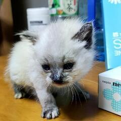 2匹の子猫　生後1〜2ヶ月くらい