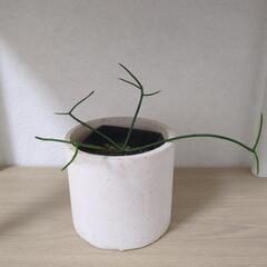 ミルクブッシュ　観葉植物