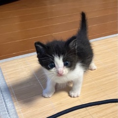 【交渉中】　保護子猫2匹　里親募集